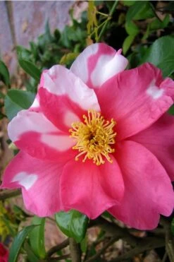 Winter's Fire Cold Hardy Camellia - 3 Gallon Pot -Trees And Plants Camellia Winters Fire 5