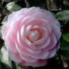 Winter's Rose Cold Hardy Dwarf Camellia - 1 Gallon Pot -Trees And Plants Camellia Winters Rose 4 1
