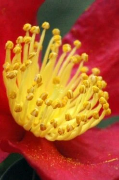 Yuletide Camellia Sasanqua - 3 Gallon Pot -Trees And Plants Camellia Yuletide 30