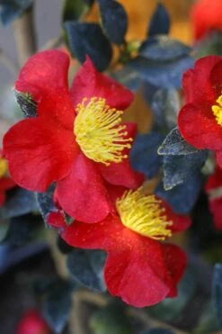 Yuletide Camellia Sasanqua - 3 Gallon Pot -Trees And Plants Camellia Yuletide 32