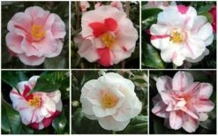 Lady Vansittart Multicolor Camellia Japonica - 1 Gallon Pot -Trees And Plants CamelliaLadyVasittart 2