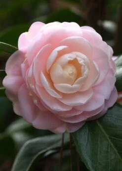 Pink Perfection Camellia Japonica - 1 Gallon Pot -Trees And Plants Camillia Pink Perfection