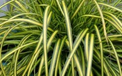 Evercolor Eversheen Carex - 5 Pack Of Quart Pots -Trees And Plants Carex Eversheen 1
