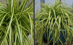Evercolor Eversheen Carex - 5 Pack Of Quart Pots -Trees And Plants Carex Eversheen 2