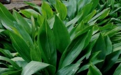 Cast Iron Plant - 3 Gallon Pot -Trees And Plants Cast Iron Plant 1 1