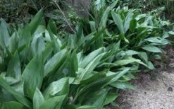 Cast Iron Plant - 2 Gallon Pot -Trees And Plants Cast Iron Plant 3