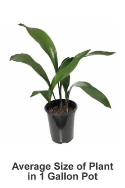 Cast Iron Plant - 2 Gallon Pot -Trees And Plants Cast iron Plant 20