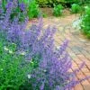 Walker's Low Catmint (Nepeta X Faassenii) - 5 Pack Of Quart Pots -Trees And Plants Catmint Walkers Low 3
