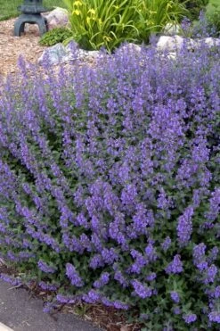 Walker's Low Catmint (Nepeta X Faassenii) - 5 Pack Of Quart Pots -Trees And Plants Catmint Walkers Low 4
