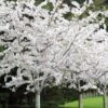 Yoshino Flowering Cherry Tree - 5 Gallon Pot -Trees And Plants Cherry Yoshino 1
