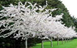 Yoshino Flowering Cherry Tree - 5 Gallon Pot -Trees And Plants Cherry Yoshino 2