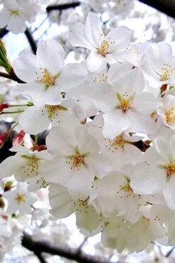 Yoshino Flowering Cherry Tree - 5 Gallon Pot -Trees And Plants Cherry Yoshino 3