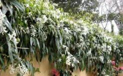 Snowdrift Evergreen Clematis Armandii - 5 Gallon Pot -Trees And Plants Clematis Armandii Snowdrift 51 1