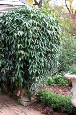 Snowdrift Evergreen Clematis Armandii - 5 Gallon Pot -Trees And Plants Clematis Armandii Snowdrift 52 1