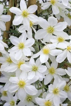 Avalanche Evergreen Clematis - 2 Gallon Pot -Trees And Plants Clematis Avalanche 10