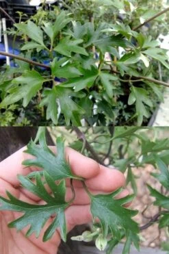 Avalanche Evergreen Clematis - 2 Gallon Pot -Trees And Plants Clematis Avalanche 15