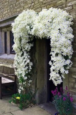 Avalanche Evergreen Clematis - 2 Gallon Pot -Trees And Plants Clematis Avalanche 7