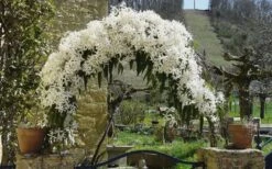 Snowdrift Evergreen Clematis Armandii - 5 Gallon Pot -Trees And Plants Clematis Snowdrift 20 1