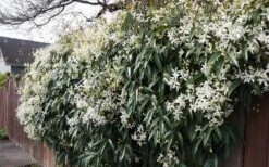 Snowdrift Evergreen Clematis Armandii - 5 Gallon Pot -Trees And Plants Clematis Snowdrift 22 1
