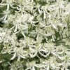 Sweet Autumn Clematis Terniflora - 3 Gallon Pot -Trees And Plants Clematis Sweet Autumn 1