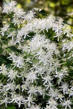 Sweet Autumn Clematis Terniflora - 3 Gallon Pot -Trees And Plants Clematis Sweet Autumn 2