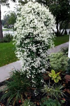 Sweet Autumn Clematis - 1 Gallon Pot -Trees And Plants Clematis Sweet Autumn 4 1