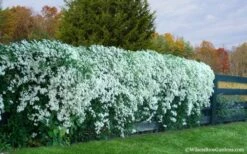 Sweet Autumn Clematis - 1 Gallon Pot -Trees And Plants Clematis Sweet Autumn 6 1