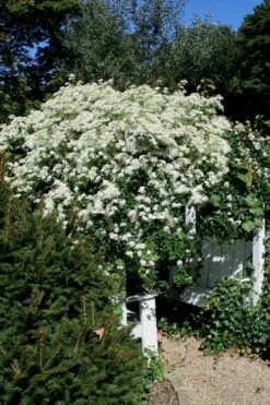 Sweet Autumn Clematis - 1 Gallon Pot -Trees And Plants Clematis Sweet Autumn 7 1