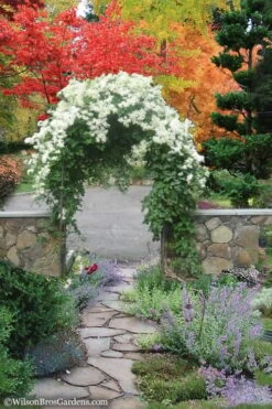 Sweet Autumn Clematis - 1 Gallon Pot -Trees And Plants Clematis Sweet Autumn 8 1