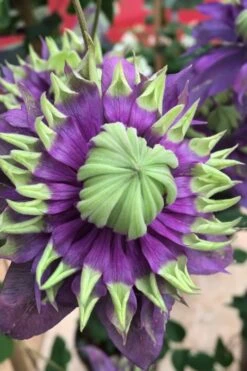 Taiga Clematis - 1 Gallon Pot -Trees And Plants Clematis Taiga 2