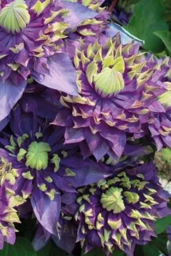 Taiga Clematis - 1 Gallon Pot -Trees And Plants Clematis Taiga 3