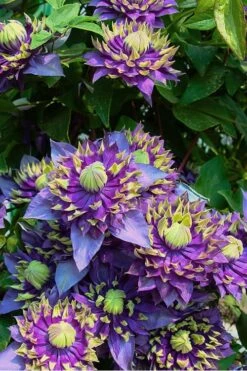 Taiga Clematis - 1 Gallon Pot -Trees And Plants Clematis Taiga 4