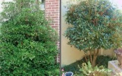 Bigfoot Cleyera Japonica - 3 Gallon Pot -Trees And Plants Cleyera Bigfoot Tree