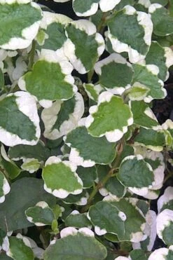 Variegated Creeping Fig - Ficus Pumila 'Variegata' - 5 Pack Of Pint Pots -Trees And Plants Creeping Fig Variegated Ficus Pumila Rev 500x750 1