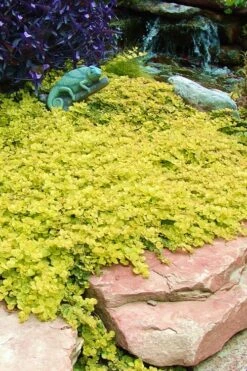 Golden Creeping Jenny - Lysimachia Nummularia Aurea - 5 Pack Of Pint Pots -Trees And Plants Creeping Jenny 20