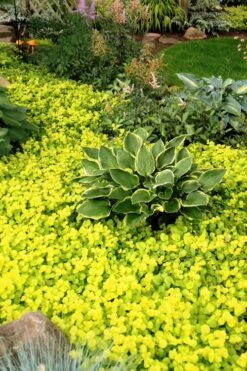 Golden Creeping Jenny - Lysimachia Nummularia Aurea - 5 Pack Of Pint Pots -Trees And Plants Creeping Jenny 21