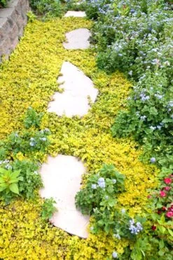 Golden Creeping Jenny - Lysimachia Nummularia Aurea - 5 Pack Of Pint Pots -Trees And Plants Creeping Jenny 25