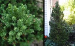 Black Dragon Cryptomeria - Japanese Cedar - 1 Gallon Pot -Trees And Plants Cryptomeria Black Dragon 2