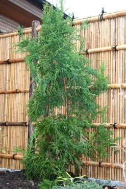Rasen Sugi Cryptomeria Japanese Cedar - 3 Gallon Pot -Trees And Plants Cryptomeria Rasen Sugi 1