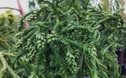 Rasen Sugi Cryptomeria Japanese Cedar - 3 Gallon Pot -Trees And Plants Cryptomeria Rasen Sugi 3
