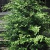 Southern Lace Hinoki Cypress - 7 Gallon Pot (3-4') -Trees And Plants Cypress Hinoki Southern Lace 12