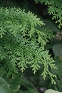 Southern Lace Hinoki Cypress - 7 Gallon Pot (3-4') -Trees And Plants Cypress Hinoki Southern Lace 13
