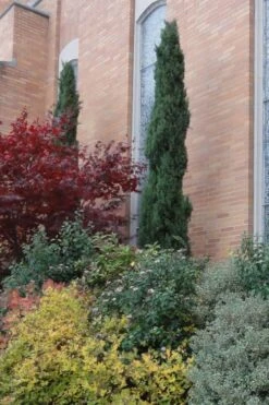 Italian Cypress - 2.5 Quart Pot -Trees And Plants Cypress Italian 10 1