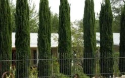 Italian Cypress - 2.5 Quart Pot -Trees And Plants Cypress Italian 3 1