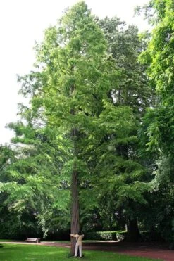 Dawn Redwood Tree - Metasequoia Glyptostroboides - 5 Gallon Pot -Trees And Plants Dawn Redwood 1