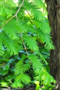 Dawn Redwood Tree - Metasequoia Glyptostroboides - 5 Gallon Pot -Trees And Plants Dawn Redwood 2