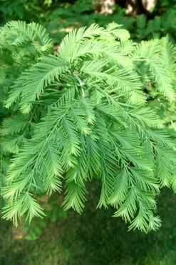 Dawn Redwood Tree - Metasequoia Glyptostroboides - 5 Gallon Pot -Trees And Plants Dawn Redwood 3