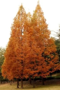 Dawn Redwood Tree - Metasequoia Glyptostroboides - 5 Gallon Pot -Trees And Plants Dawn Redwood 4
