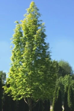 Dawn Redwood Tree - Metasequoia Glyptostroboides - 5 Gallon Pot -Trees And Plants Dawn Redwood 5