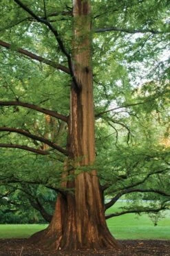 Dawn Redwood Tree - Metasequoia Glyptostroboides - 5 Gallon Pot -Trees And Plants Dawn Redwood 6